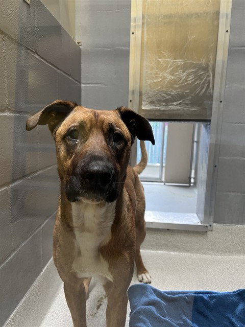 picture of the dog needing adoption
