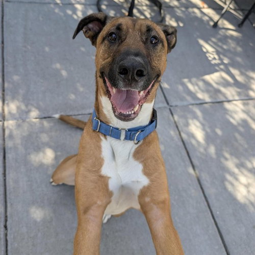 MOIRA, an adoptable Black Mouth Cur in Alameda, CA