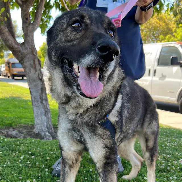Dusty Lucille - German Shepherd Dog