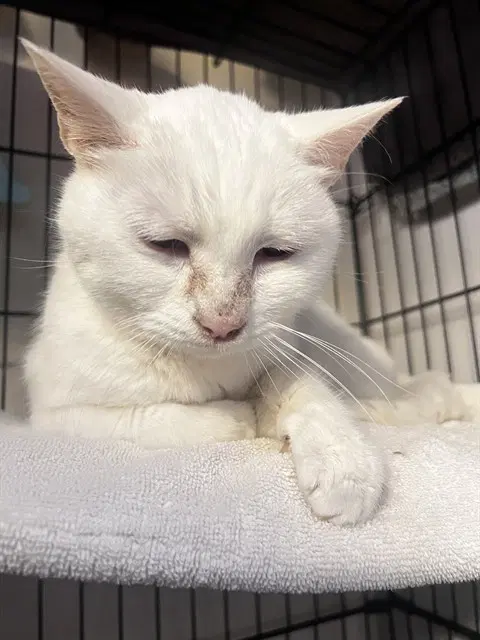 Lulu - Siamese