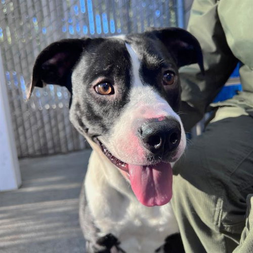 picture of the dog needing adoption