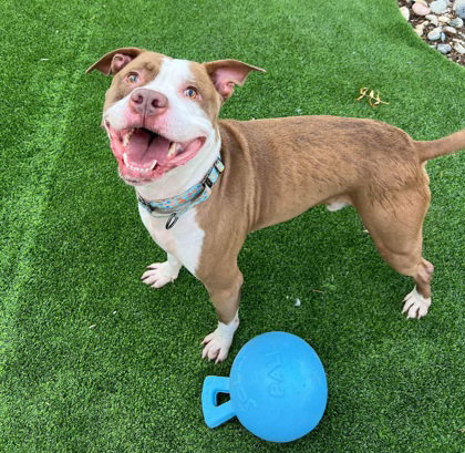 picture of the dog needing adoption