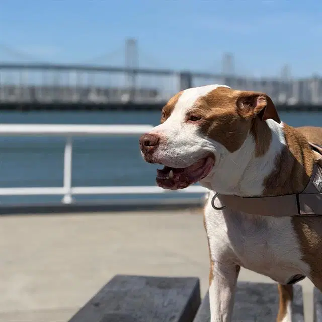 Poppa - Pit Bull Terrier