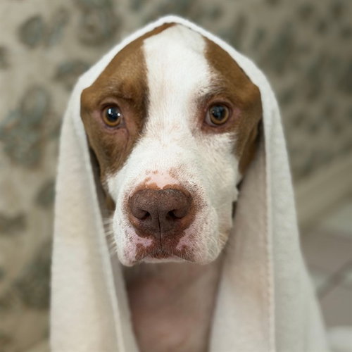 POPPA, a dog for adoption from Friends of the Alameda Animal Shelter
