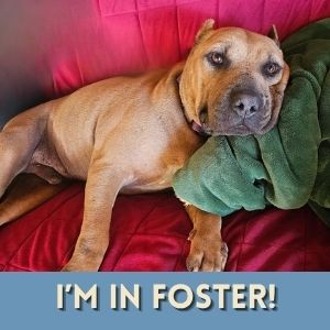 CAPPY, an adoptable Chinese Shar-Pei in Alameda, CA