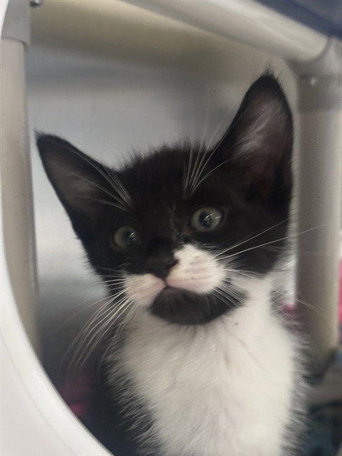 OREO, Baby Domestic Short Hair (medium coat), cat for adoption in Oakley, California
