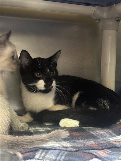 A053069, Young Domestic Short Hair (medium coat), cat for adoption in Oakley, California