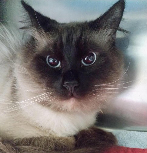 OZZY, an adoptable Domestic Long Hair in Alameda, CA