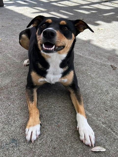 MAYA, an adoptable Doberman Pinscher in Alameda, CA