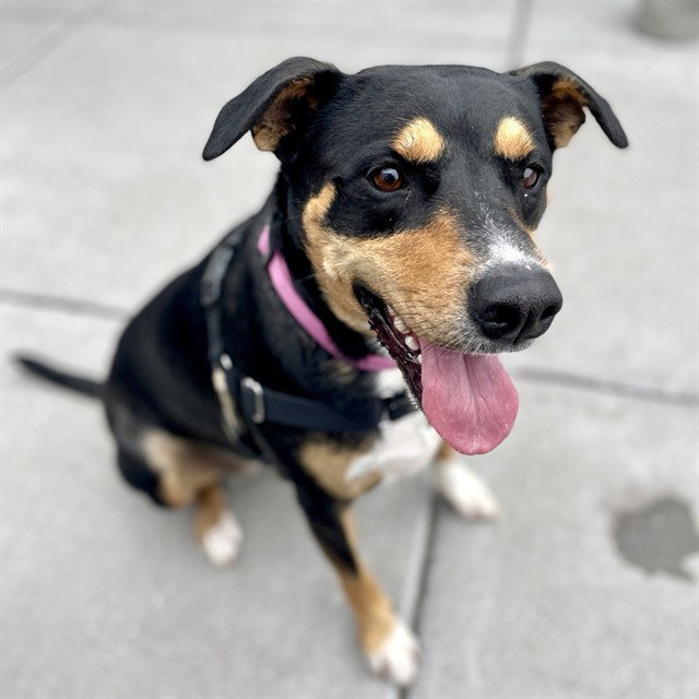 MAYA