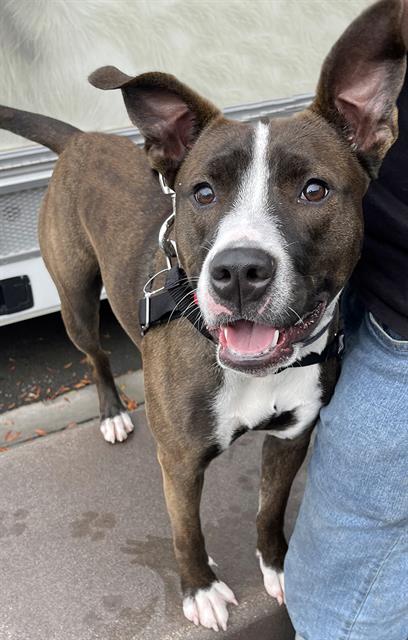 ALICE, an adoptable Pit Bull Terrier in Alameda, CA