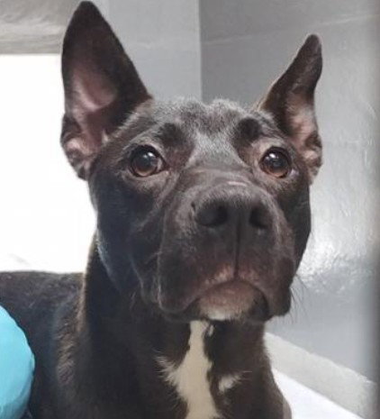 MYSTIQUE, an adoptable Smooth Fox Terrier in Alameda, CA