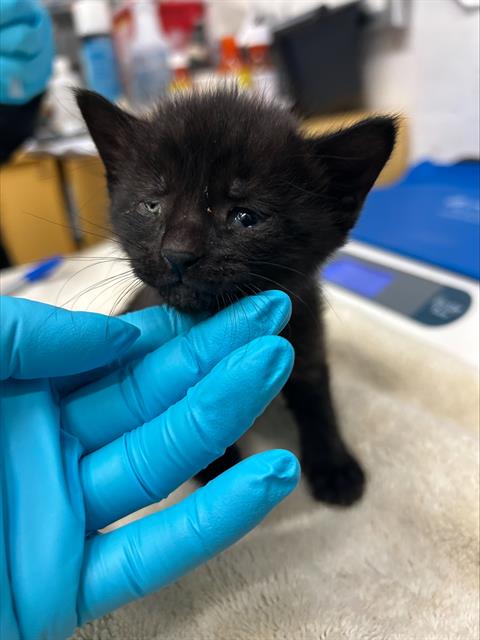 KAT, an adoptable Domestic Short Hair in Alameda, CA