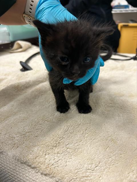 SNICKERS, an adoptable Domestic Short Hair in Alameda, CA