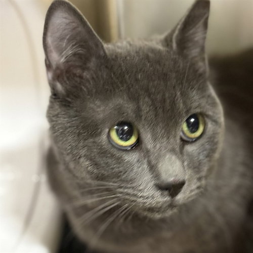 ASH, an adoptable Domestic Short Hair in Alameda, CA