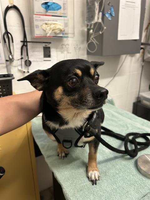 HENRY, an adoptable Chihuahua in Alameda, CA