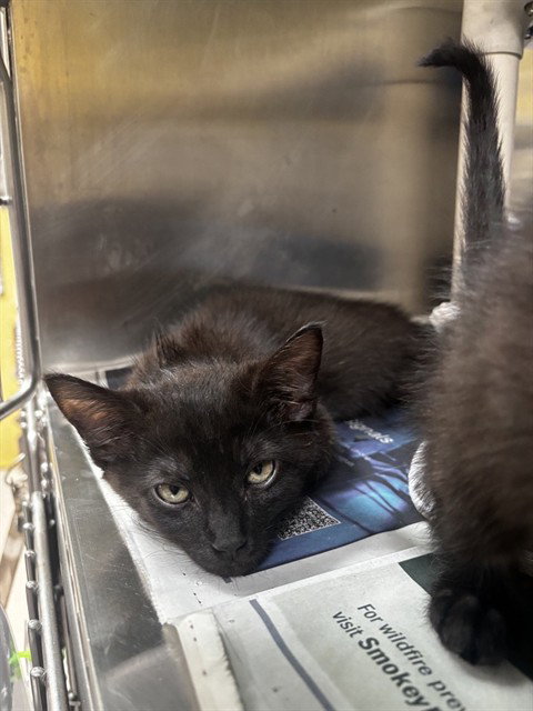 HEDGEHOG, an adoptable Domestic Medium Hair in Alameda, CA