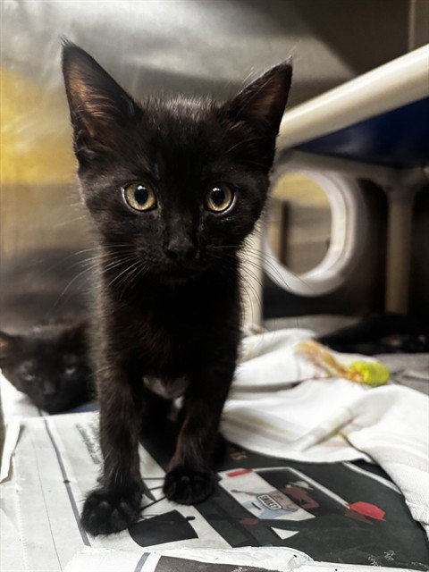 BADGER, an adoptable Domestic Medium Hair in Alameda, CA