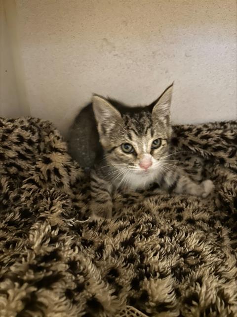 STARLING, an adoptable Domestic Short Hair in Alameda, CA
