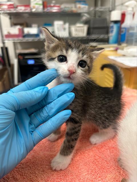 HARBOR, Baby Domestic Short Hair (medium coat), cat for adoption in San Rafael, California