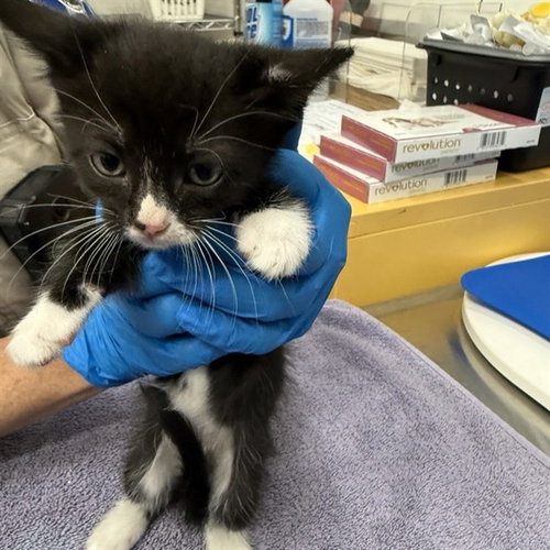 BOND, Baby Domestic Short Hair (medium coat), cat for adoption in San Rafael, California