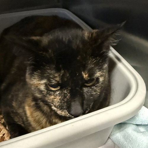 KARMEN, Adult Domestic Short Hair (medium coat), cat for adoption in San Rafael, California