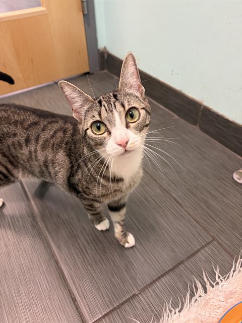 ANNIE, Adult Domestic Short Hair (medium coat), cat for adoption in San Bruno, California
