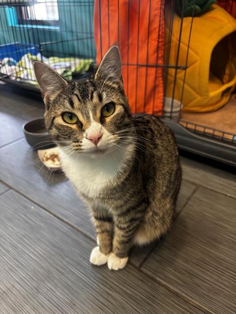STARLING, Young Domestic Short Hair (medium coat), cat for adoption in San Bruno, California