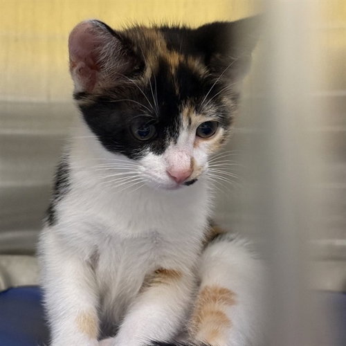 DARLA, Baby Domestic Short Hair (medium coat), cat for adoption in Vallejo, California