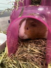 CAMMY - Photo 1