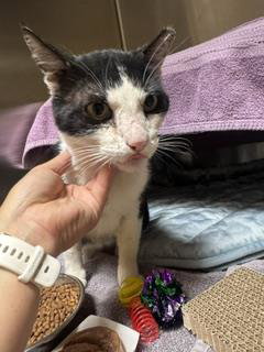 ZORRO, Adult Domestic Short Hair (medium coat), cat for adoption in Petaluma, California
