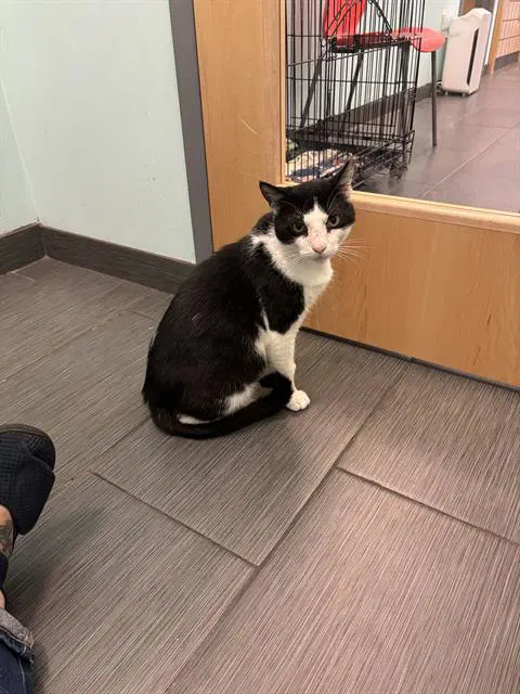 Zorro - Domestic Short Hair