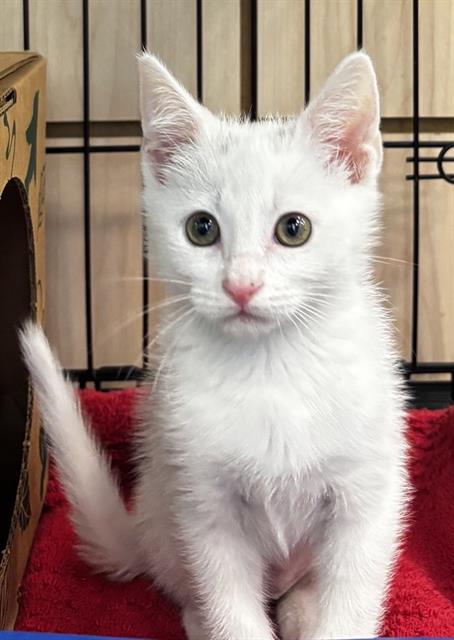 SANDY, Baby Domestic Short Hair (medium coat), cat for adoption in Pittsburg, California