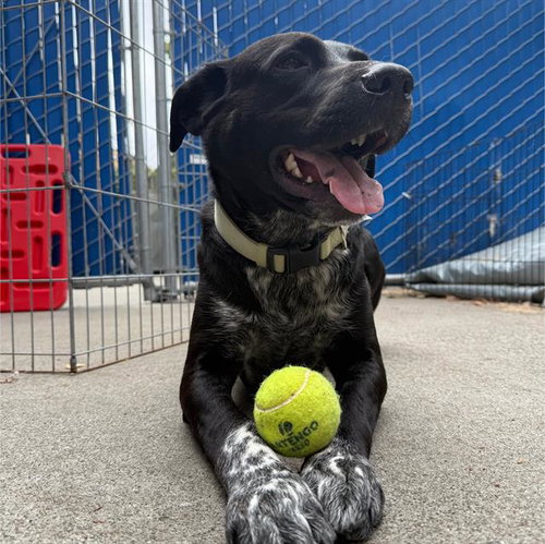 BRADY, an adoptable Australian Cattle Dog in Alameda, CA