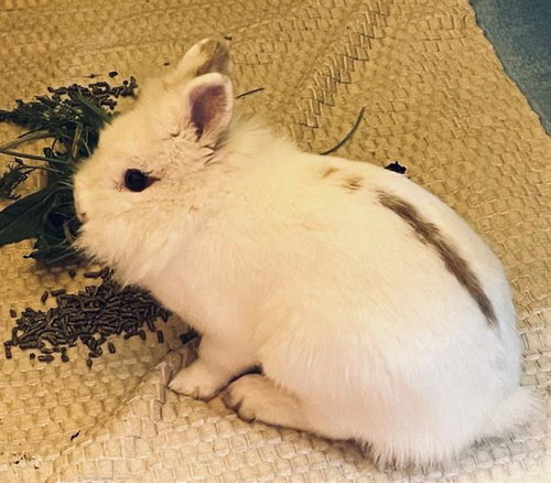 BELLA