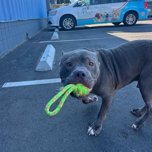 MR FREEZE, an adoptable Pit Bull Terrier in Alameda, CA