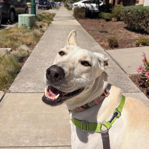 SHELBY, an adoptable Labrador Retriever in Alameda, CA