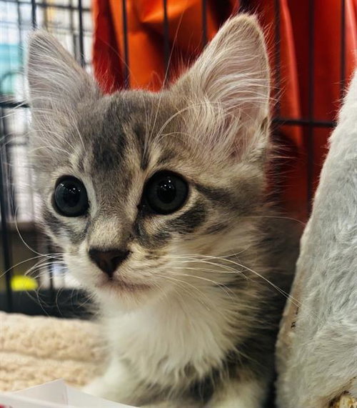 CHICO, Baby Domestic Medium Hair (medium coat), cat for adoption in Hayward, California