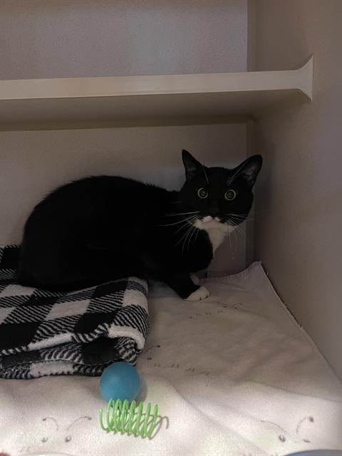 A053377, Adult Domestic Short Hair (medium coat), cat for adoption in Cupertino, California