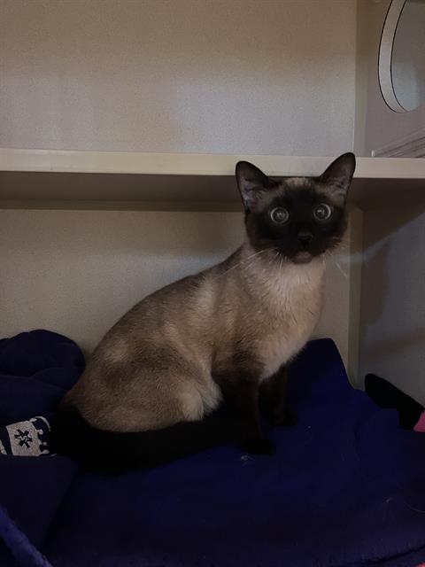 A053378, Adult Siamese (medium coat), cat for adoption in Cupertino, California