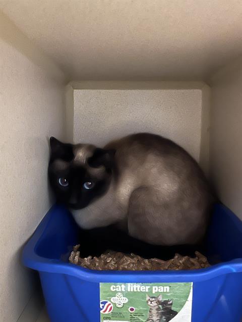 A053379, Adult Domestic Short Hair (medium coat), cat for adoption in Cupertino, California