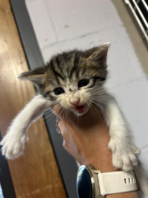 DYNAMIC, Baby Domestic Short Hair (medium coat), cat for adoption in Campbell, California