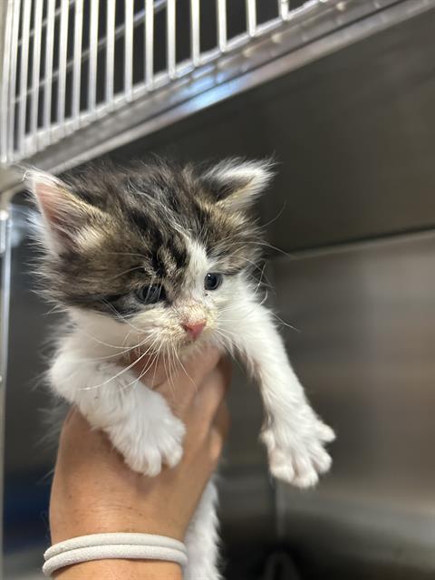 STATIC, Baby Domestic Long Hair (medium coat), cat for adoption in Campbell, California