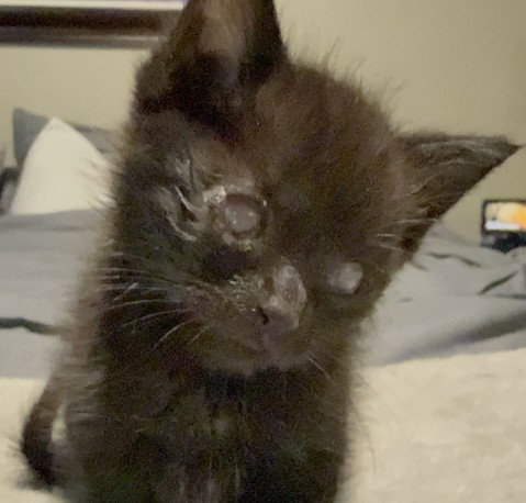 OLIVE, Baby Domestic Short Hair (medium coat), cat for adoption in Campbell, California