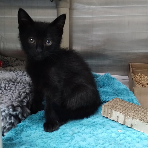ORB, Baby Domestic Short Hair (medium coat), cat for adoption in Campbell, California