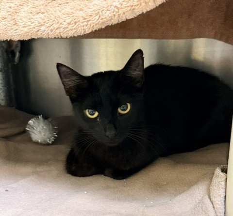 BETTY, Young Domestic Short Hair (medium coat), cat for adoption in Hayward, California
