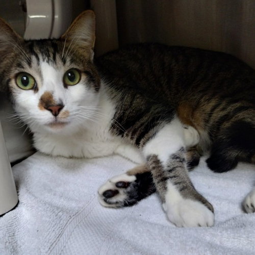 VERONICA, Young Domestic Short Hair (medium coat), cat for adoption in Union City, California