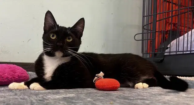 Veronica - Domestic Short Hair