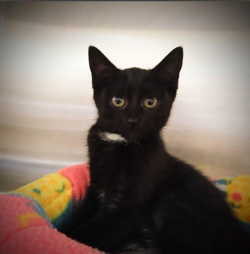 ELLA, an adoptable Domestic Short Hair in Alameda, CA