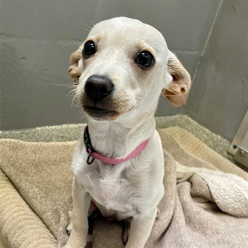 PRINCESS, an adoptable Chihuahua in Alameda, CA